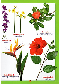 Sách Từ Điển Bằng Hình - Hoa, Quả, Rau, Củ