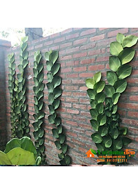 Cây tắc kè thái - cây cảnh vườn + tặng phân bón cho cây