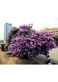 Cây bằng lăng thái - cây cảnh vườn + tặng phân bón cho cây