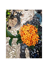 Mẫu Đơn Mỹ Cam - Cây Bông Trang Cam + Tặng phân bón