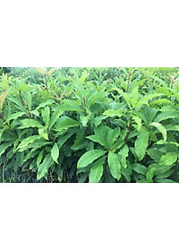 Cây lộc vừng hoa đỏ, cây cao 40-50cm