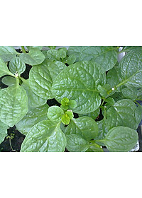 Bộ 2 Gói Hạt Giống Mồng Tơi Cao Sản Phú Nông (20g / Gói)