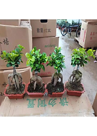 Cây Bonsai Si Nhật - cây cảnh bonsai - cây cảnh để bàn