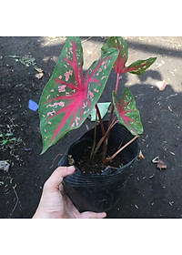 Cây môn đốm đỏ - Cây cảnh để bàn + tặng phân bón cho cây