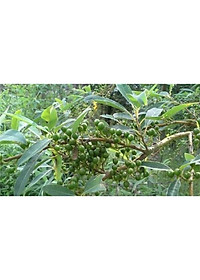 Tiêu rừng Kon Tum ( màng tang) hút chân không