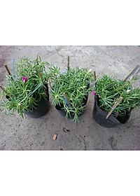 Cây hoa mười giờ mỹ - cây cảnh vườn + tặng phân bón cho cây