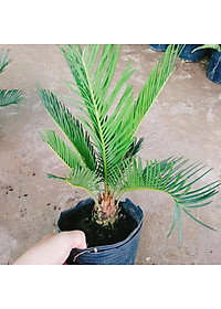 Cây Thiên Tuế - cây cảnh để bàn + tặng phân bón cho cây mau lớn