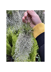 Bộ cây không khí treo - cây cảnh mini