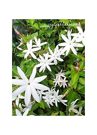 Cây nguyệt quế leo - cây cảnh vườn + tặng phân bón cho cây