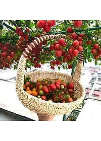 Combo 2sp đạm cá, đậu tương {  +  } Phân bón cung cấp dinh dưỡng tự nhiên cho hoa hồng, cây cảnh...