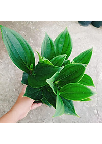 Hòn Ngọc Viễn Đông - cây cảnh để bàn + tặng phân bón cho cây