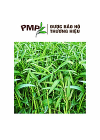 Hạt Giống Rau Muống Lá Tre PMP 10g