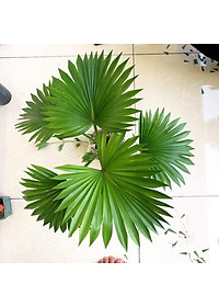 CÂY CỌ NHẬT - Cây Cảnh Mini + Tặng phân bón cho cây mau lớn