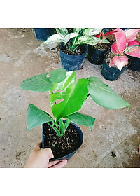 Trầu Bà Lá Xẻ - trầu bà nam mỹ - cây cảnh để trong nhà + tặng phân bón cho cây mau lớn