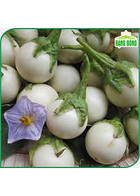 Hạt Giống Cà Pháo Trắng Cao Sản, Dễ Trồng, Siêu Trái - Hạt giống Rạng Đông