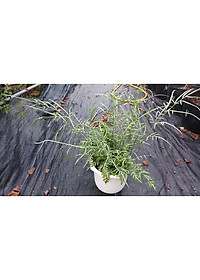 Cây Lữ Phụng Tiên - cây cảnh để bàn + tặng phân bón cho cây