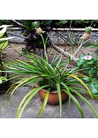 Cây dứa kiểng - cây thơm baby + tặng phân bón