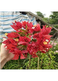 Cây Hoa Giấy Đỏ Lửa - cây cảnh để bàn + tặng phân bón cho cây