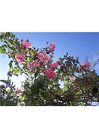 product-img-7