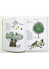 Sách Bách khoa thư cho cả nhà - Thế giới cây cối bằng tranh