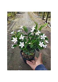 Mai Chỉ Thiên - cây cảnh trong nhà + Tặng phân bón cho cây mau lớn