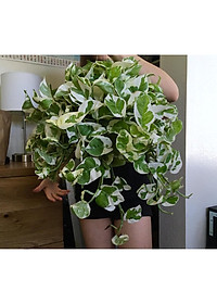 Cây trầu bà cẩm thạch - trầu bà ngọc thủy - cây cảnh để bàn + tặng phân bón cho cây