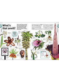 Trees, Leaves, Flowers And Seeds: A Visual Encyclopedia Of The Plant Kingdom