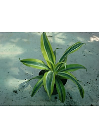 Cây Phát Tài Mỹ - Cây cảnh phong thủy + Tặng phân bón cho cây