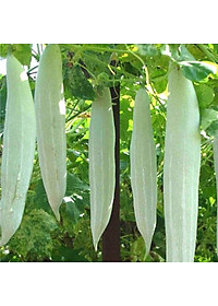 Hạt giống Mướp ngọt - Khổ qua Tây da trắng cao sản VTS183