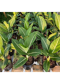 Cây Oai Hùng - Cây cảnh văn phòng + Tặng phân bón cho cây