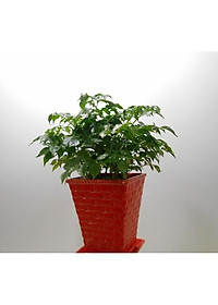 Cây Hạnh Phúc ( Mini ) - Cây cảnh mini để bàn