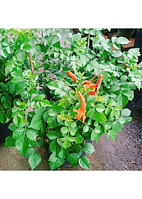 Cây rạng đông ( chùm ớt ) - cây cảnh đẹp + tặng phân bón cho cây