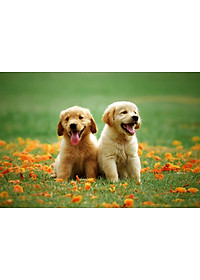 Bộ tranh xếp hình jigsaw puzzle cao cấp 330 mảnh – Bạn Thân