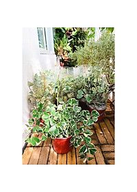 Cây bàng cẩm thạch - cây cảnh để bàn + tặng phân bón cho cây