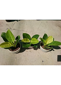 Cây trầu bà đế vương vàng - cây cảnh để bàn + tặng phân bón cho cây