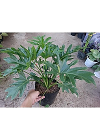 Cây trầu bà cánh phượng - cây cảnh để trong nhà + tặng phân bón cho cây