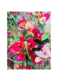 Cây hoa giấy đổi màu Ấn Độ - cây cảnh để bàn + tặng phân bón cho cây