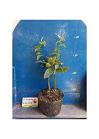 product-img-7