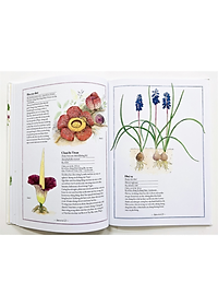 Sách Bách Khoa Thư Cho Cả Nhà - Thế Giới Các Loài Hoa Bằng Tranh