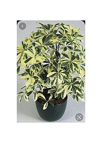 Cây Ngũ Gia Bì Cẩm Thạch - Cây đuổi muỗi - cây cảnh để bàn + Tặng phân bón cho cây