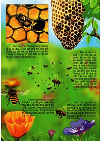 Sách Thế Giới Động Vật Kì Thú - Vườn Côn Trùng