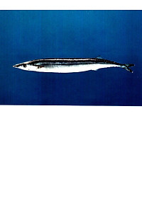 product-img-10