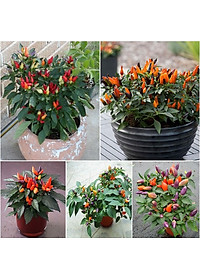 Hạt giống Ớt kiểng nhiều màu - Ớt ngũ sắc VTP80