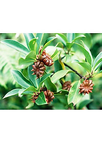 Đại Hồi 3 180G (cánh hoa đại hồi)