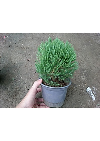 Cây Tùng Bồng Lai - cây cảnh để bàn + tặng phân bón cho cây