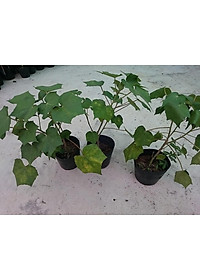 Cây giống hoa phù dung - cây cảnh trong nhà + tặng phân bón cho cây