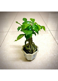 Cây hạnh phúc bonsai cao 25-30cm