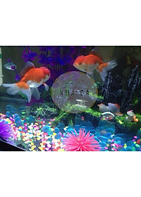 200g ĐÁ XANH PHỦ MỜ LÓT NỀN BỂ CÁ - ĐÁ THẦN KÌ - ĐÁ TRANG TRÍ HỒ CÁ