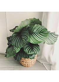 Cây đuôi công táo - cây cảnh để bàn + tặng phân bón cho cây