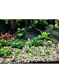 Sạn suối thiên nhiên trải nền bể cá - Bể BioTop - Sỏi suối trải nền thuỷ sinh - Hồ cá cảnh - bể cá